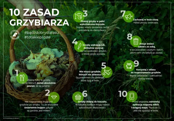 Koszyk pełen grzybów w lesie. 10 zasad grzybiarza: zbieraj dojrzałe, wykręcaj, nie niszcz, zachowaj ciszę, zabierz śmieci, korzystaj z atlasu i map.