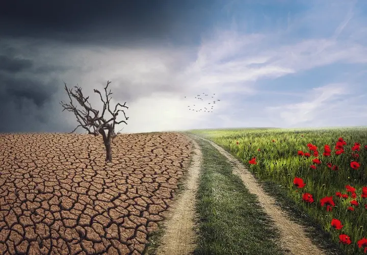 Kontrast między pustynią a kwitnącą łąką, ukazujący skutki ocieplenia klimatu.