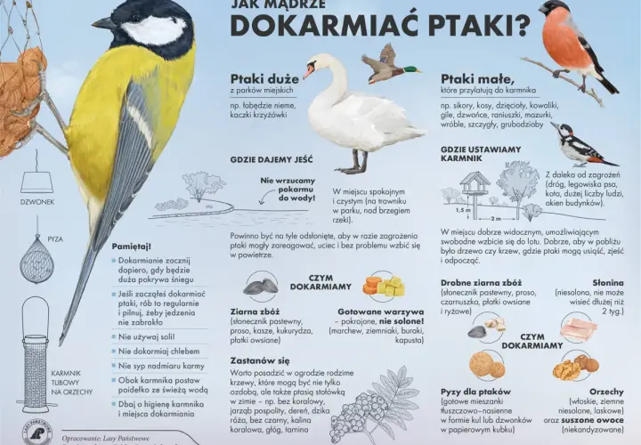 Ilustracja pokazuje, gdzie są gołębie zimą: w parkach, nad brzegiem rzeki, na trawniku. Podpowiada, jak mądrze dokarmiać ptaki.
