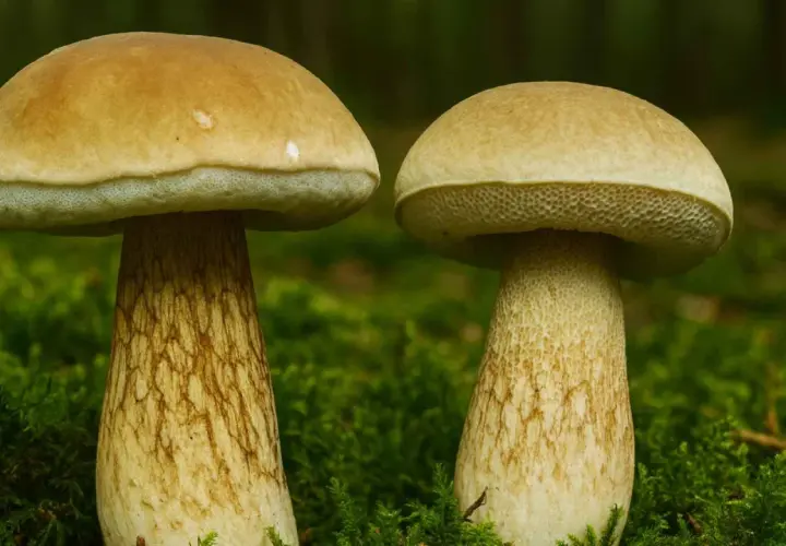 Dwa grzyby kozaki z jasnymi kapeluszami i grubymi, łuskowatymi trzonami rosną w mchu.