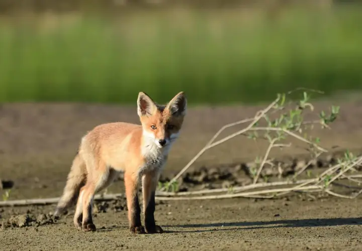 Młody lis, kiedy w Polsce lis jest pod ochroną, czujnie obserwuje otoczenie na piaszczystym terenie.
