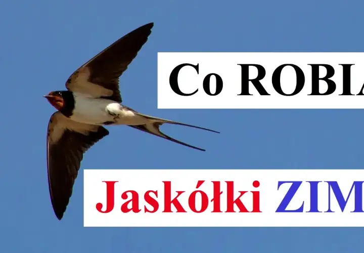 Poznaj fascynujące miejsca, gdzie zimują jaskółki i ich trasy migracji