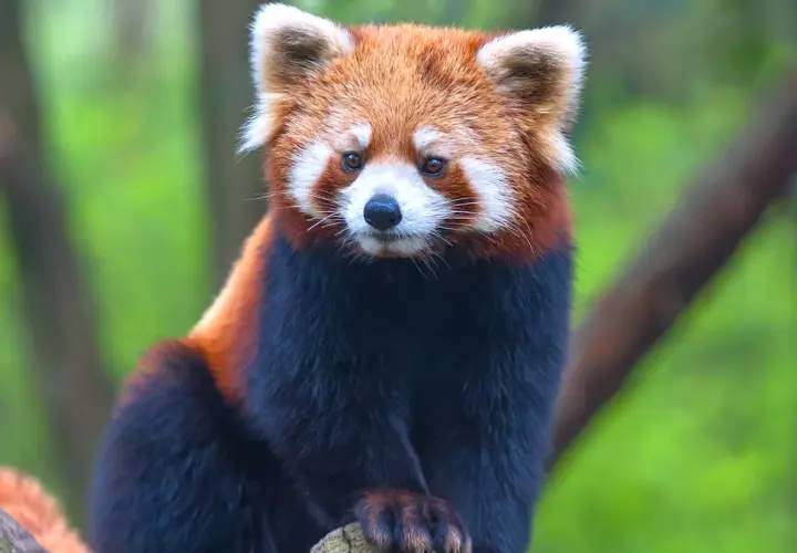 Mała panda, jedno z zagrożonych wyginięciem zwierząt, siedzi na gałęzi.