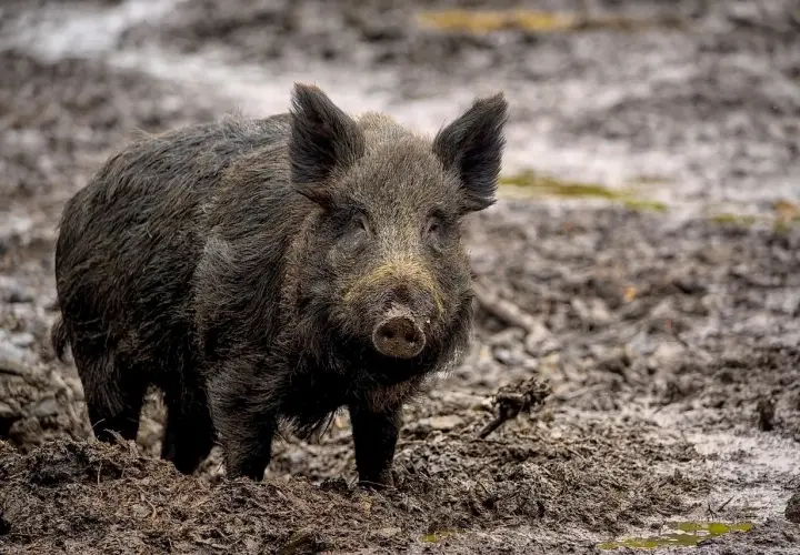 Dziki dzik w błocie. Dorosły osobnik może ważyć nawet 200 kg, co czyni go potężnym zwierzęciem.