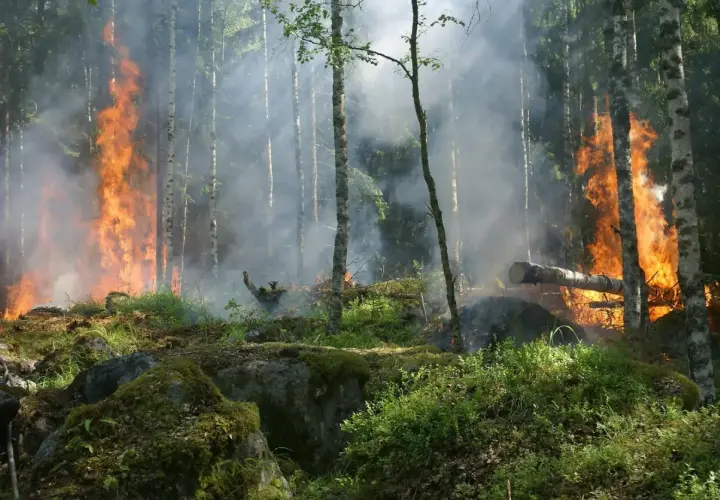 Las płonie, dym unosi się wśród drzew. To przerażające skutki zmian klimatu, które niszczą naszą planetę.