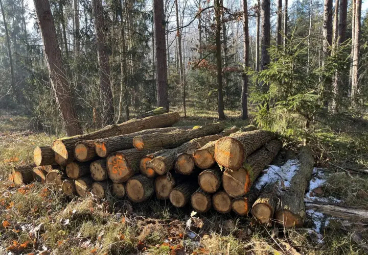 Stos ściętych pni drzew w lesie, niektóre z pomarańczowymi oznaczeniami. W tle widać inne drzewa, a na ziemi resztki śniegu i liści. To widok, który może budzić pytania o przyszłość drzew chronionych w Polsce.