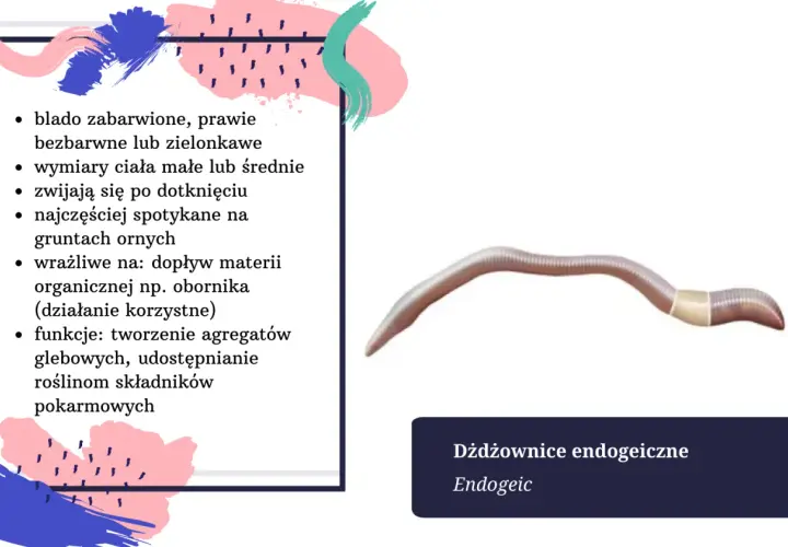 Dżdżownica endogeiczna, blada, zwijająca się po dotknięciu. Długość życia dżdżownicy zależy od gatunku i warunków.