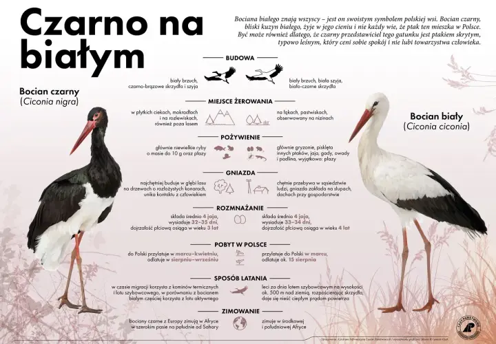 Bocian czarny, skryty kuzyn bociana białego, preferuje lasy. Ten ptak ceni spokój i unika ludzi.