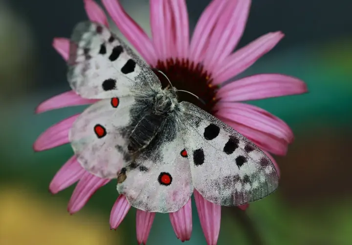 Niepylak apollo, motyl z rodziny paziowatych, odpoczywa na różowym kwiecie. Jego białe skrzydła zdobią czarne plamy i czerwone oczka.