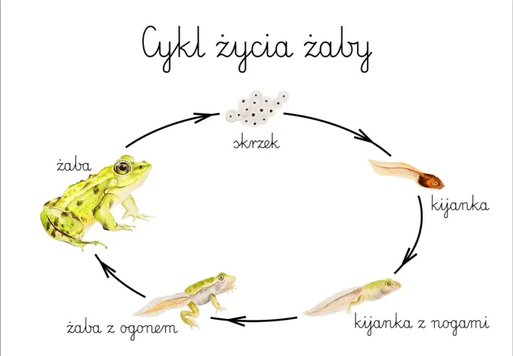 Cykl życia żaby: od skrzeku, przez kijankę, kijankę z nogami, żabę z ogonem, aż do dorosłej żaby. Tak rozmnażają się żaby.