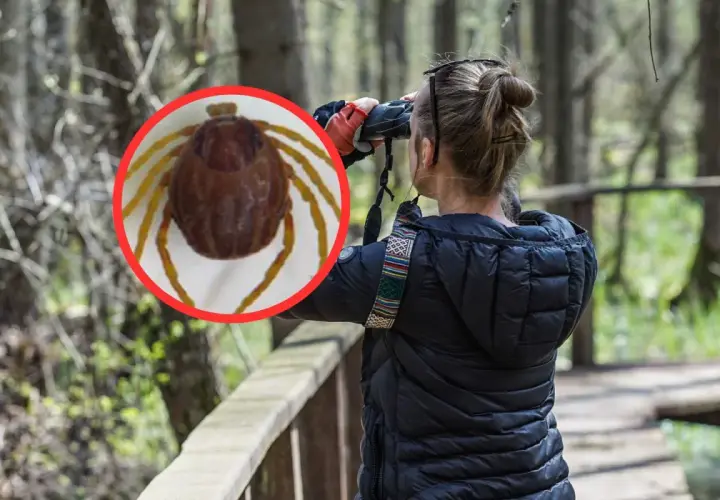 Kobieta obserwuje przez lornetkę, a na pierwszym planie zbliżenie kleszcza. Dowiedz się, jak zimują kleszcze w lesie.
