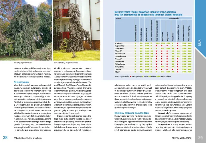 Dwa buki zwyczajne: odmiana 'Pendula' i 'Purple Fontaine' z tabelą odmian.
