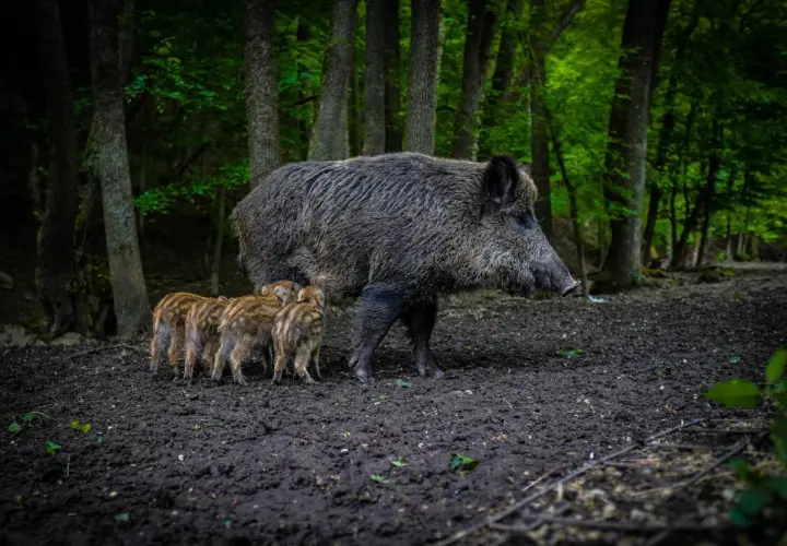 Samica dzika z warchlakami w lesie. Zastanawiasz się, ile waży duży dzik? Nawet 200 kg!