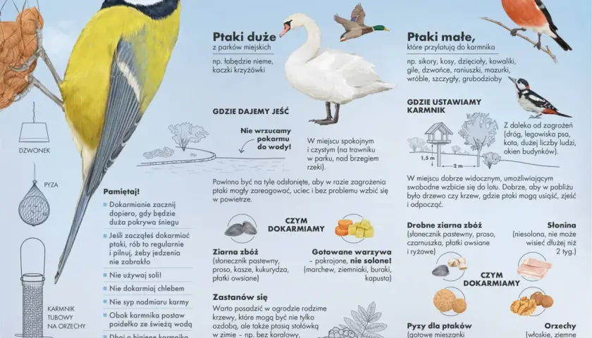 Ilustracja pokazuje, gdzie są gołębie zimą: w parkach, nad brzegiem rzeki, na trawniku. Podpowiada, jak mądrze dokarmiać ptaki.