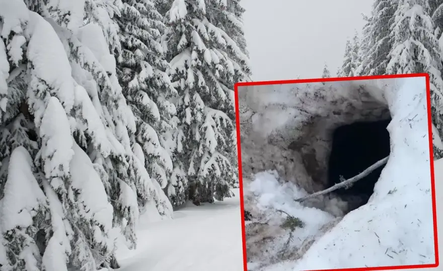 Gdzie zimuje niedźwiedź - Odkryj sekrety gawry i snu zimowego