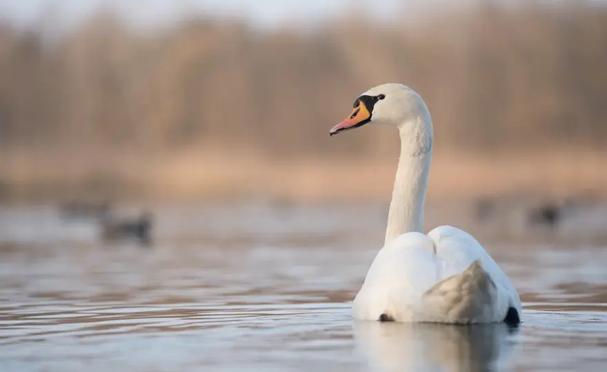 Gdzie zimują łabędzie w Polsce - mity, fakty i mądra pomoc