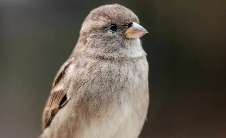Ciekawostki o wróblach - Mały ptak, wielkie tajemnice