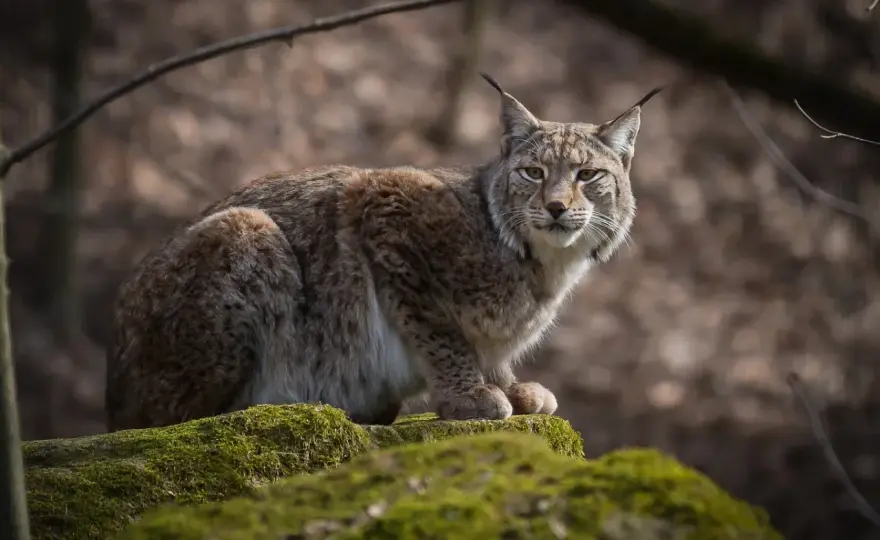 Ile rysi w Polsce? Liczebność, zagrożenia i ochrona gatunku