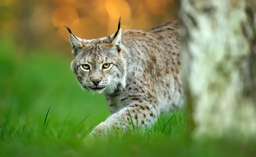 Ryś - cichy władca puszcz - Niezwykłe ciekawostki