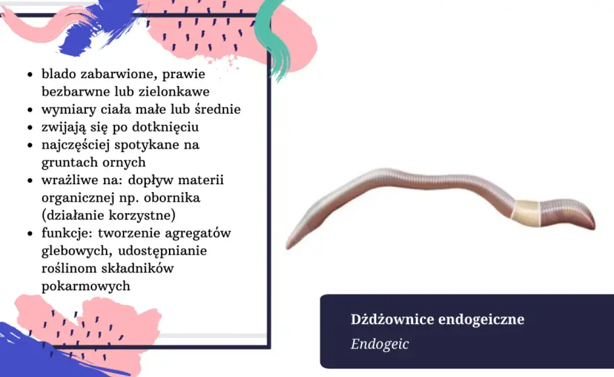 Ile żyje dżdżownica - Dłużej niż myślisz? Poznaj sekrety