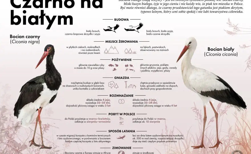 Co je bocian biały? Zaskakująca prawda o jego diecie