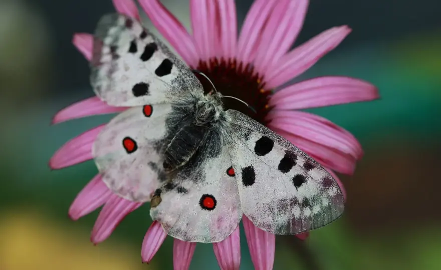 Niepylak Apollo - majestatyczny motyl paziowatych i jego ochrona