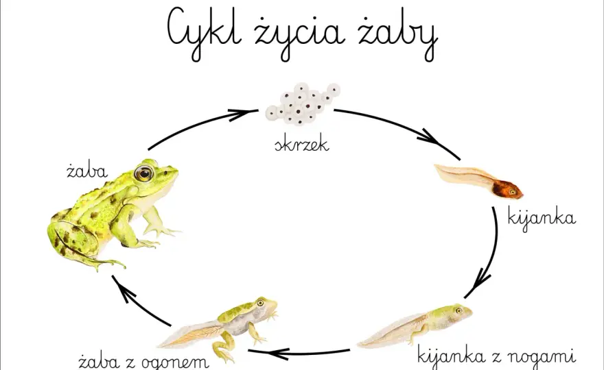 Jak rozmnażają się żaby? Odkryj fascynujący cykl i ochronę