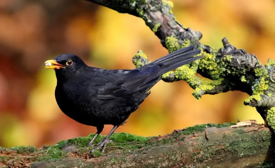 Gdzie zimują kosy w Polsce - Migrują czy zostają z nami?