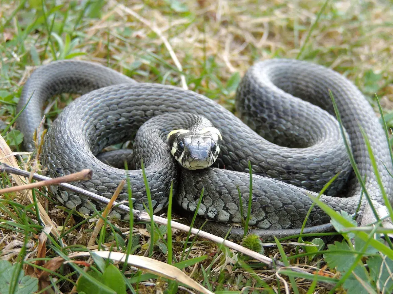 Zaskroniec zwinięty w kłębek na trawie, przygotowujący się do zimowania.