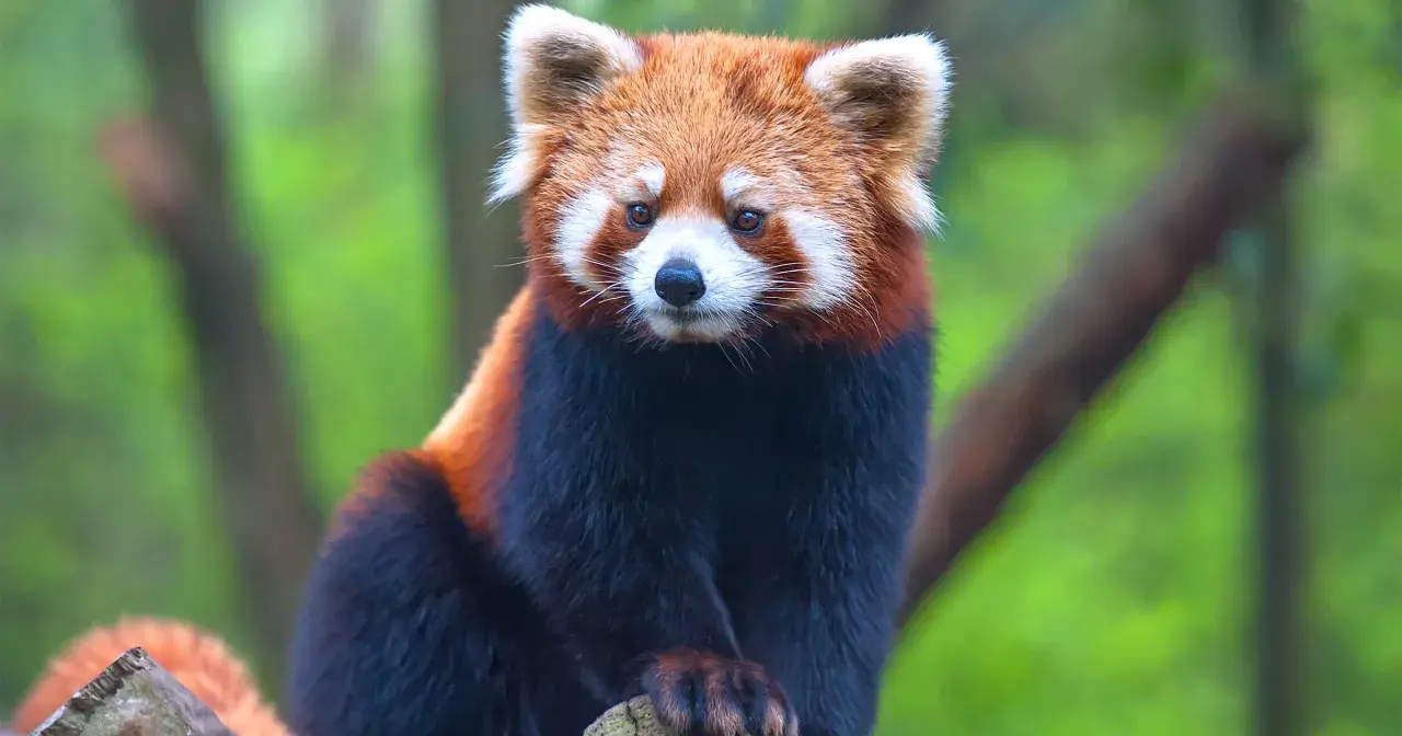 Mała panda, jedno z zagrożonych wyginięciem zwierząt, siedzi na gałęzi.