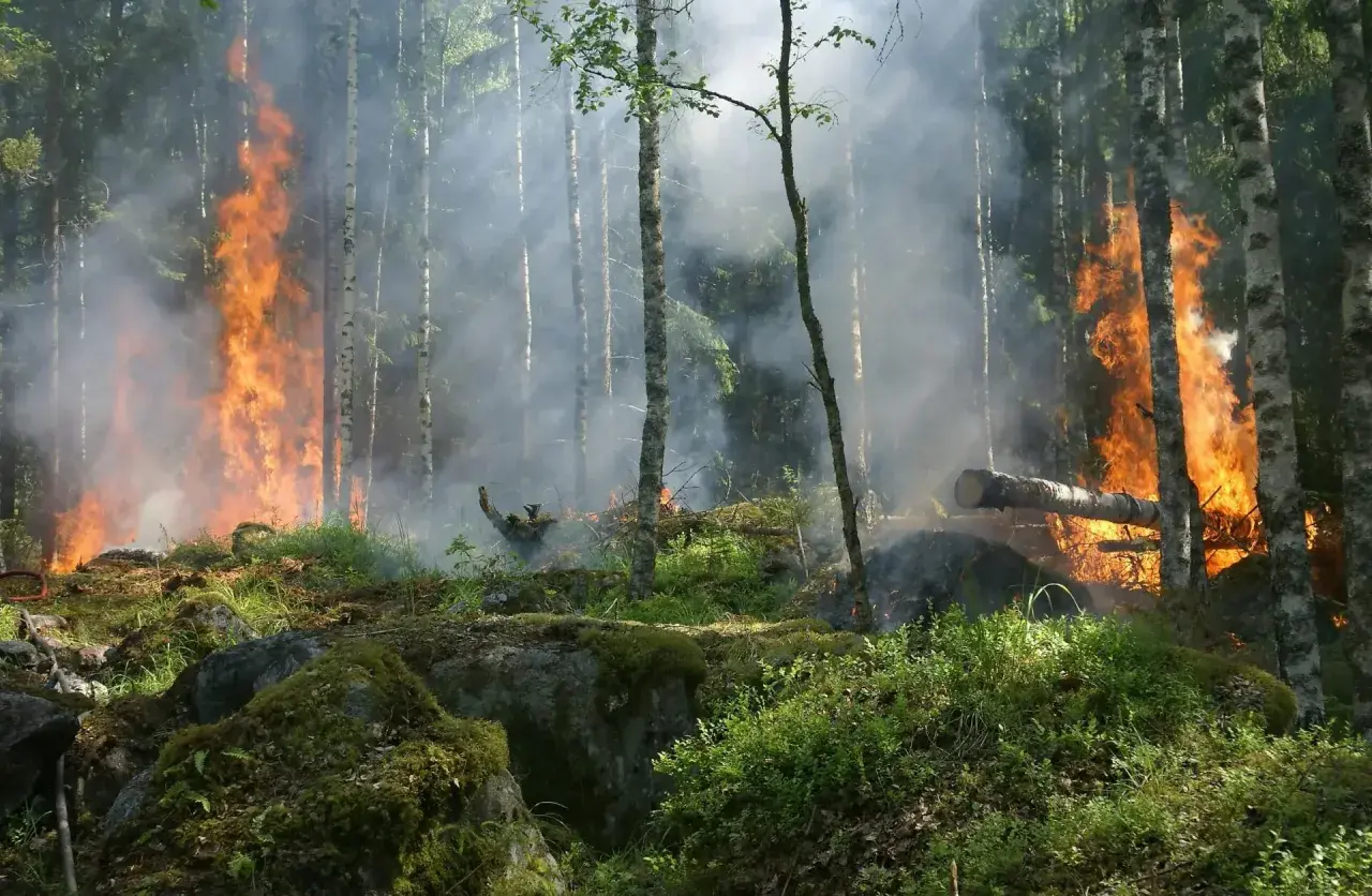 Las płonie, dym unosi się wśród drzew. To przerażające skutki zmian klimatu, które niszczą naszą planetę.
