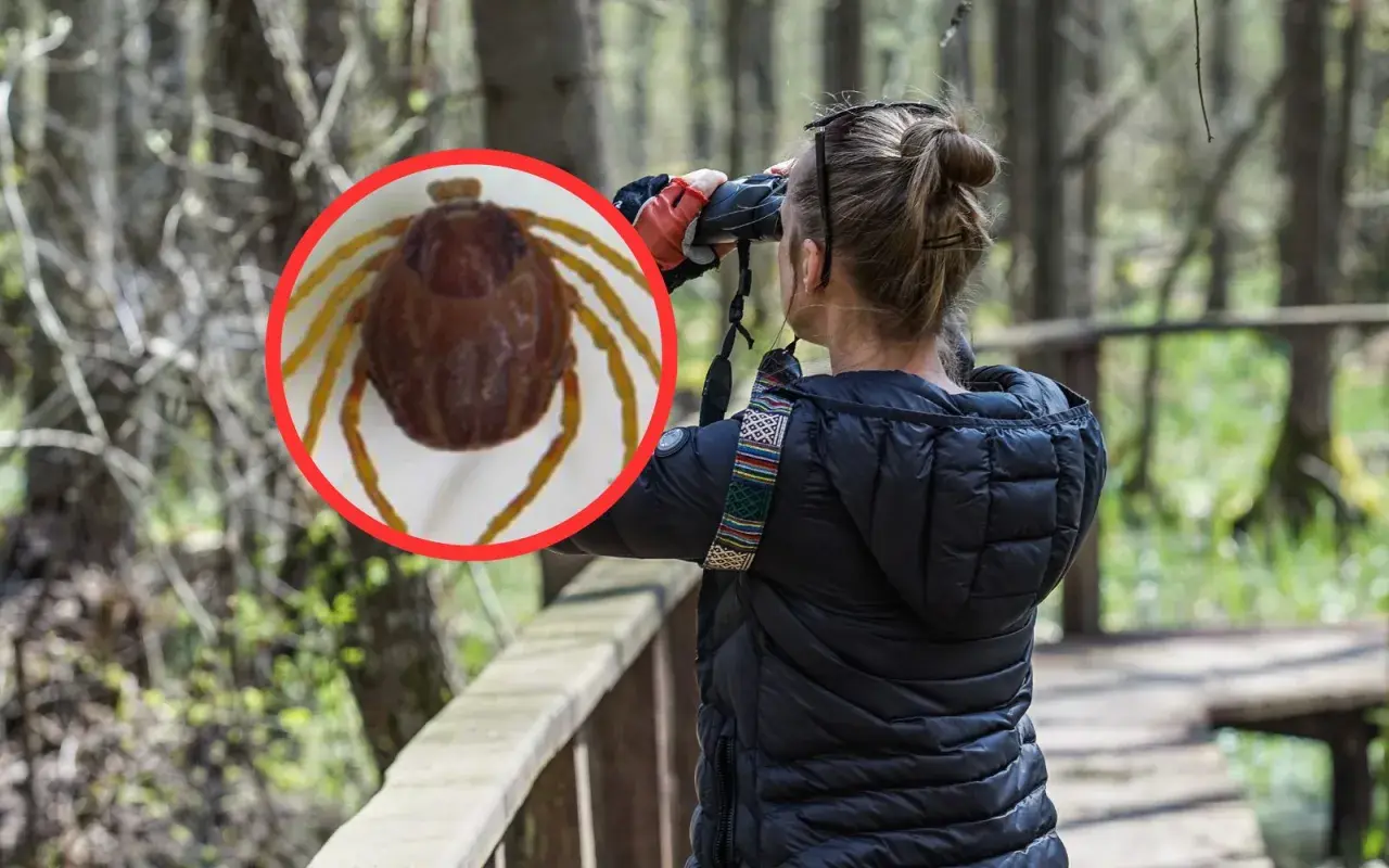 Kobieta obserwuje przez lornetkę, a na pierwszym planie zbliżenie kleszcza. Dowiedz się, jak zimują kleszcze w lesie.