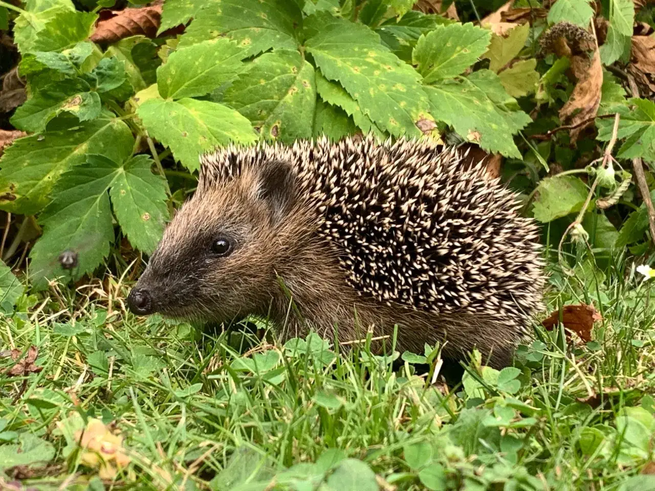 Jeż przygotowuje się do snu zimowego, szukając schronienia wśród liści i trawy.