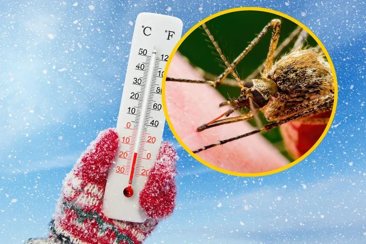 Termometr pokazuje niską temperaturę, a zbliżenie ukazuje komara. Dowiedz się, jak zimują kleszcze.