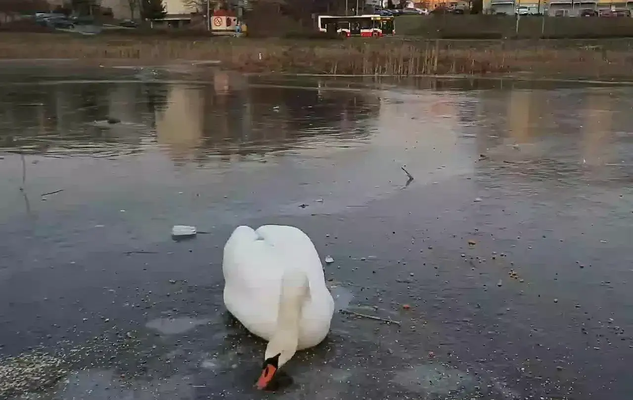 Łabędź na lodzie, zastanawiam się, czy łabędzie odlatują na zimę. W tle autobus i budynki.