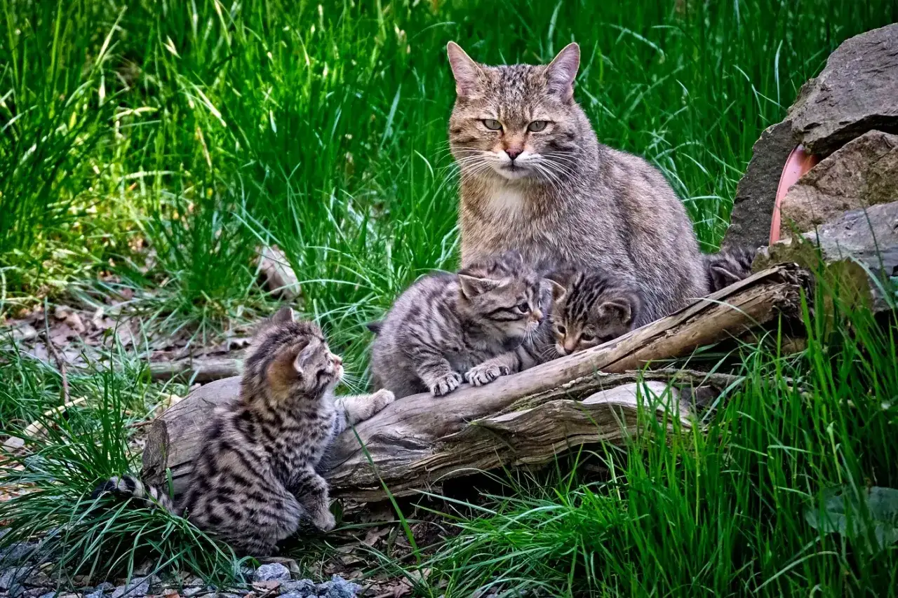 Matka żbików z kociętami. Warto wiedzieć, jak odróżnić żbika od kota, bo te dzikie koty mają charakterystyczne pręgi.