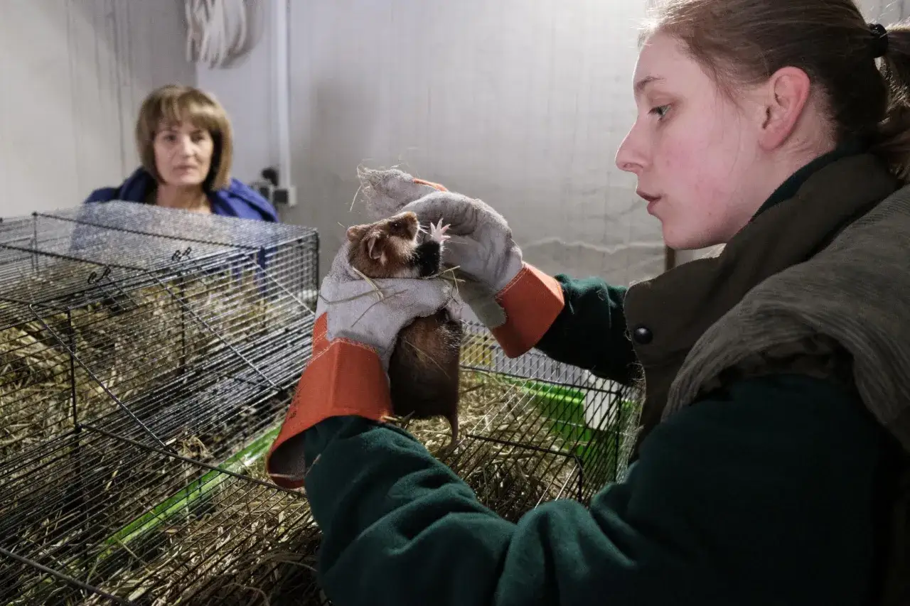 Opiekunka w rękawicach ostrożnie trzyma chomika, jednego z dzikich chomików w Polsce, podczas gdy inna kobieta obserwuje zza klatki.