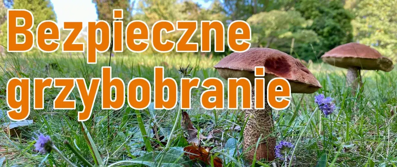 Grzyby w trawie, gotowe do bezpiecznego grzybobrania. W tle las i słońce.