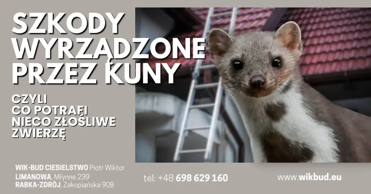 Kuna na dachu, czy jest niebezpieczna dla człowieka? Dowiedz się, co potrafi to z pozoru niegroźne zwierzę.