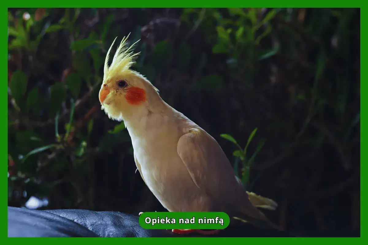 Papuga nimfa z charakterystycznym czubkiem i pomarańczowymi policzkami. Warto wiedzieć, ile lat żyją papugi nimfy, by zapewnić im odpowiednią opiekę.