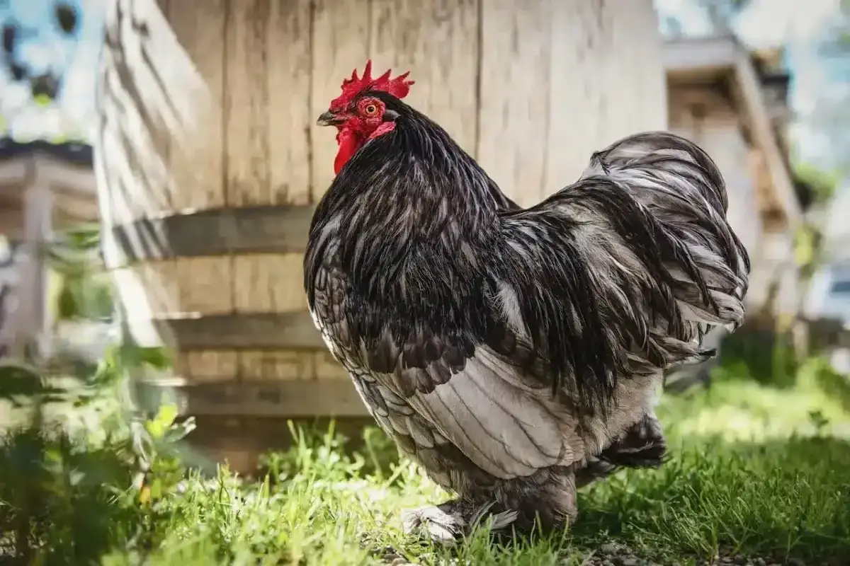 Puszyty kogut w czarno-szare pióra, stojący na trawie. Ciekawe, ile żyje kura domowa, bo ten wygląda na dostojnego ptaka.